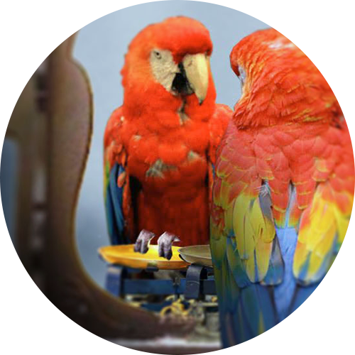 Go to the Self Talk session