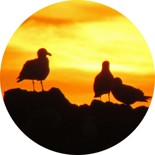 Go to Successful Conversations session