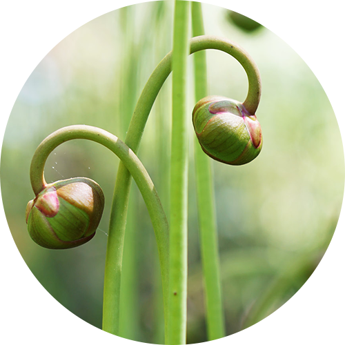 Go to the Your Supports session